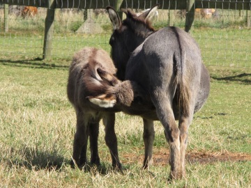 Dory the new mini donkey has a milk break