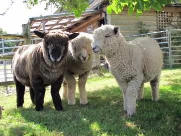 Do we look sheepish? Ryland ram lambs