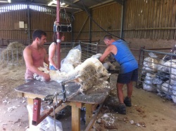 Finished Shearing