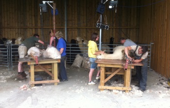 Shearing 2013